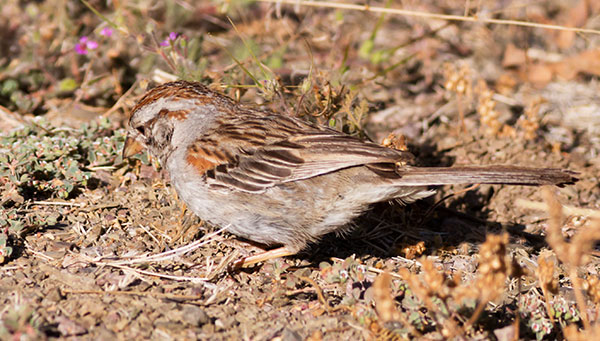 Rufous-winged Sparrow Aimophila carpalis   