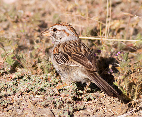 Rufous-winged Sparrow Aimophila carpalis   