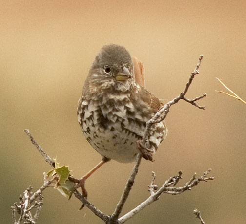 Slate-colored Fox Sparrow Passerella iliaca schistacea