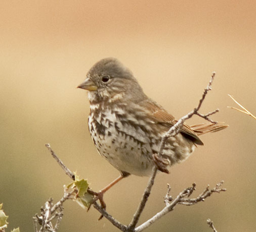 Slate-colored Fox Sparrow Passerella iliaca schistacea