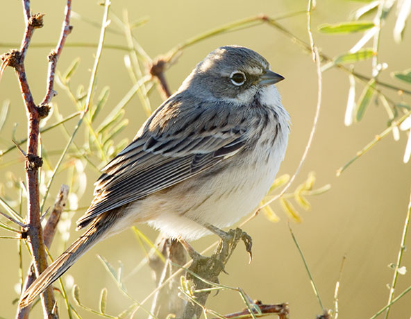 Sage Sparrow Amphispiza belli 