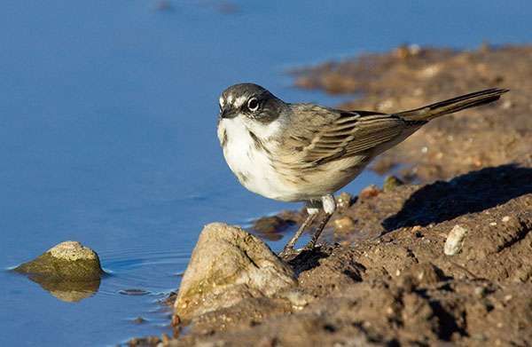 Sage Sparrow Amphispiza belli 