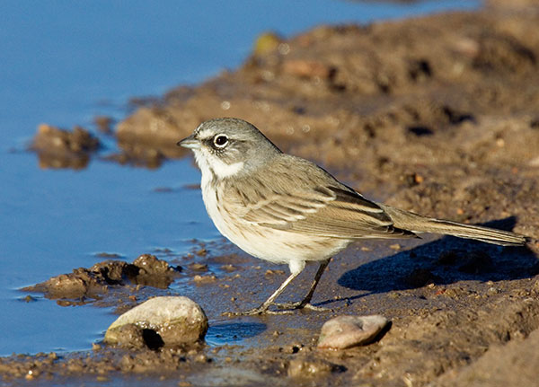 Sage Sparrow Amphispiza belli 