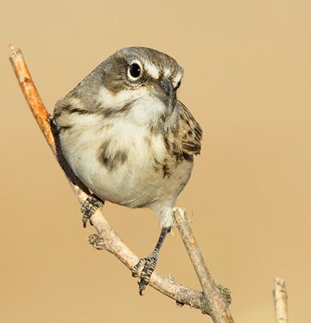 Sage Sparrow Amphispiza belli 