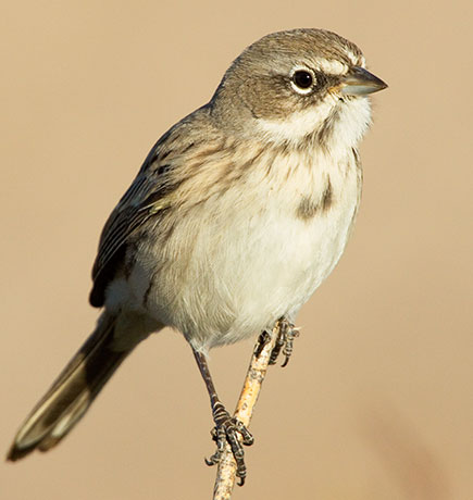Sage Sparrow Amphispiza belli 