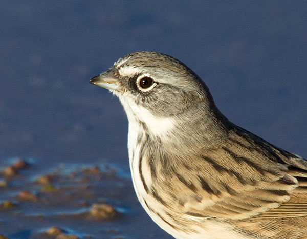Sage Sparrow Amphispiza belli 