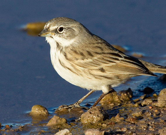 Sage Sparrow Amphispiza belli 