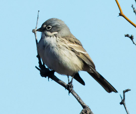 Sage Sparrow Amphispiza belli 