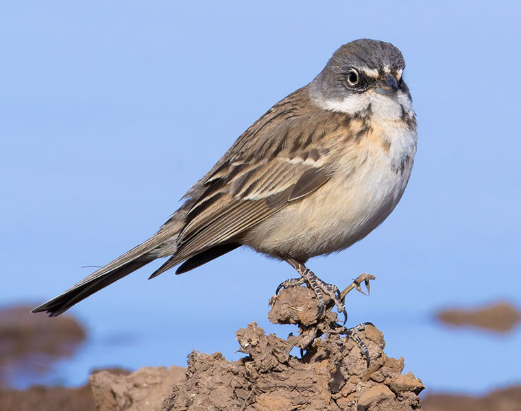 Sage Sparrow Amphispiza belli 