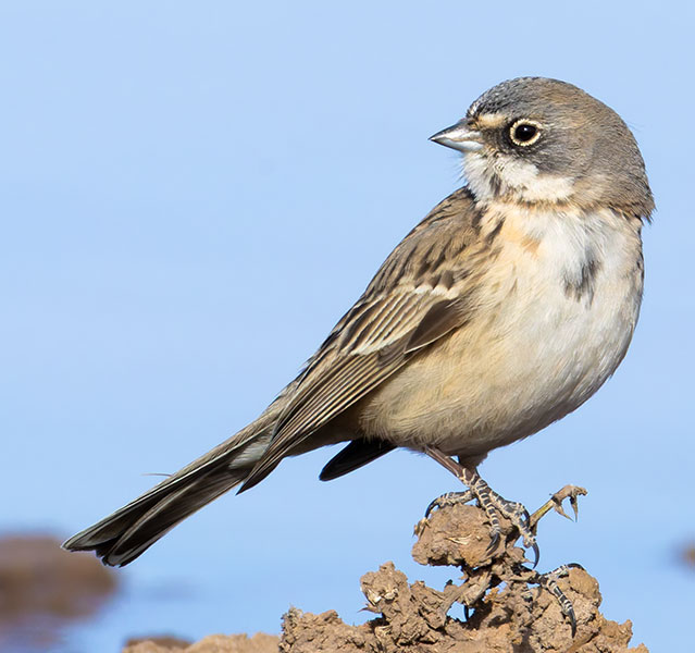 Sage Sparrow Amphispiza belli 