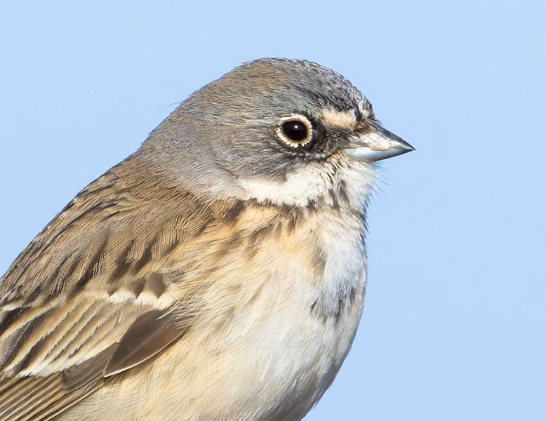 Sage Sparrow Amphispiza belli 