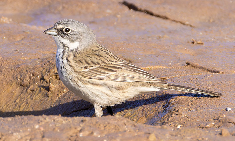 Sage Sparrow Amphispiza belli 