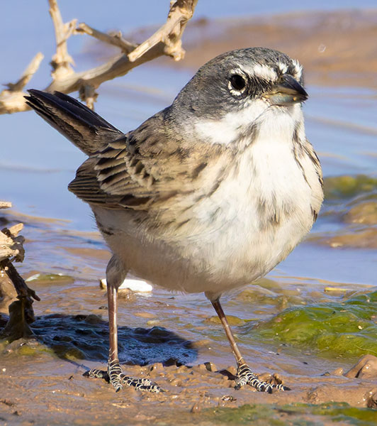 Sage Sparrow Amphispiza belli 