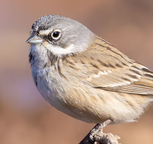 Sage Sparrow Amphispiza belli 
