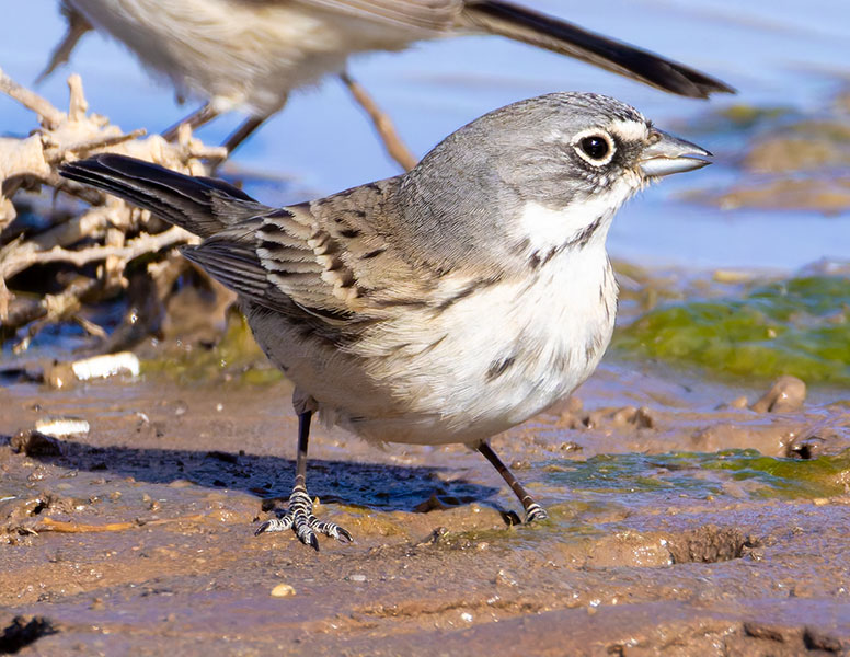 Sage Sparrow Amphispiza belli 