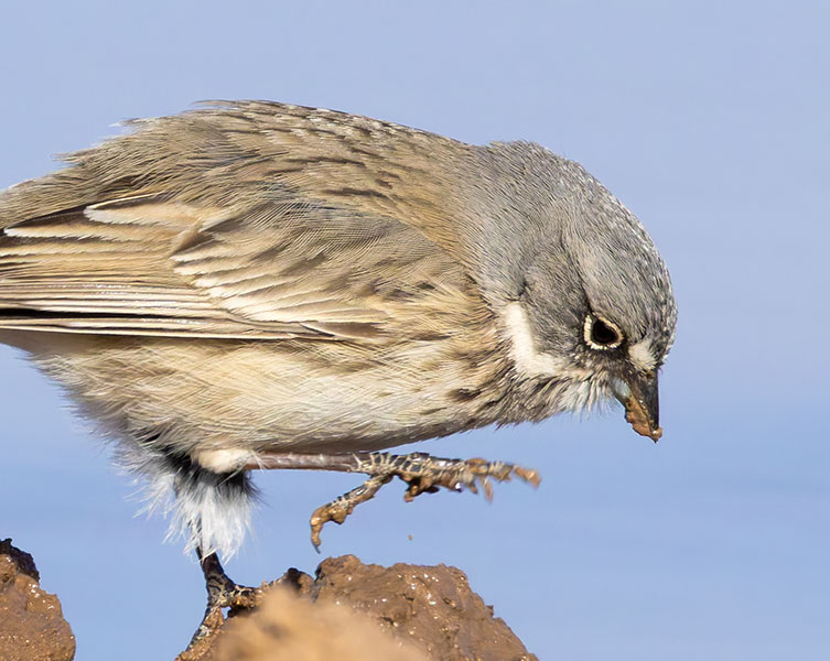 Sage Sparrow Amphispiza belli 