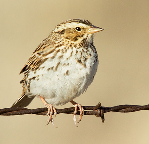 Savannah Sparrow Passerculus sandwichensis 