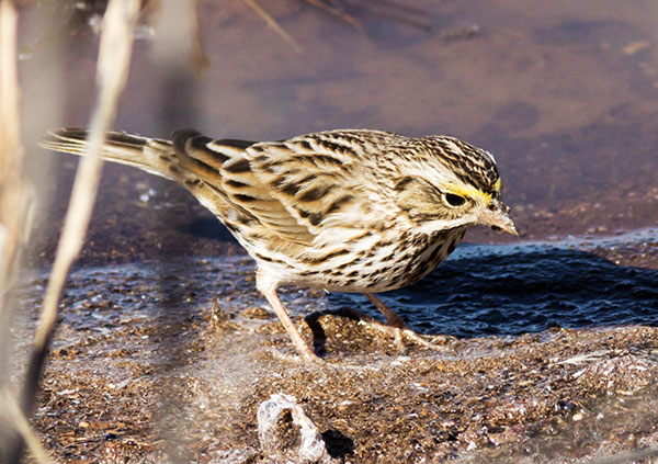 Savannah Sparrow Passerculus sandwichensis 