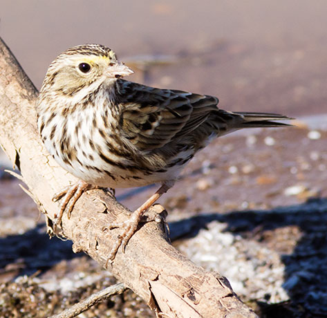 Savannah Sparrow Passerculus sandwichensis 
