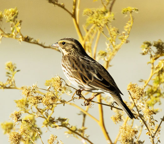Savannah Sparrow Passerculus sandwichensis 