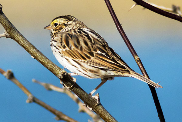 Savannah Sparrow Passerculus sandwichensis 