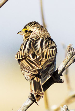 Savannah Sparrow Passerculus sandwichensis 