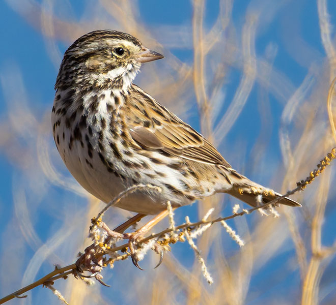 Savannah Sparrow Passerculus sandwichensis 