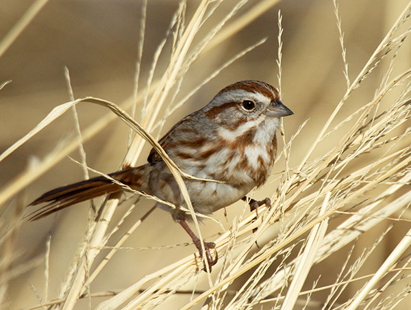 Song Sparrow Melospiza melodia 