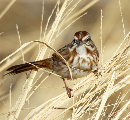 Song Sparrow Melospiza melodia 