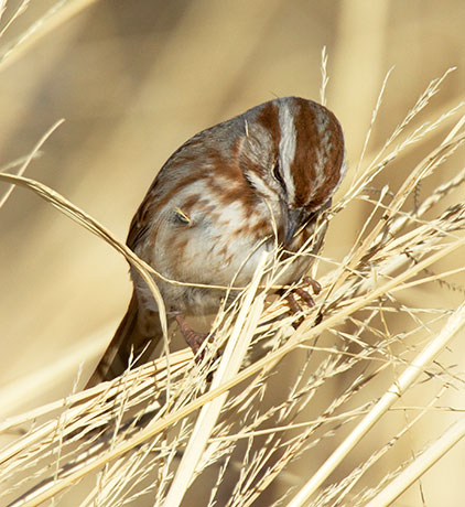 Song Sparrow Melospiza melodia 