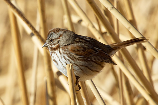 Song Sparrow Melospiza melodia 