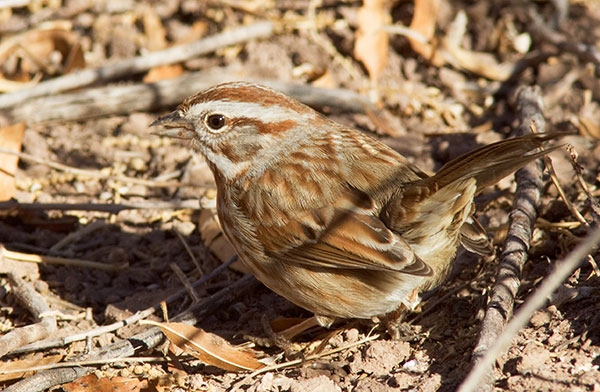 Song Sparrow Melospiza melodia 
