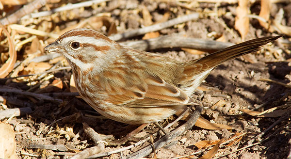 Song Sparrow Melospiza melodia 