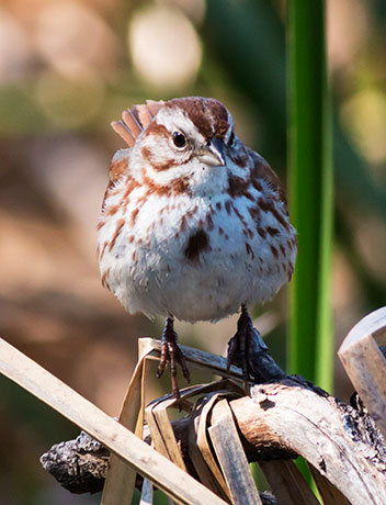 Song Sparrow Melospiza melodia 