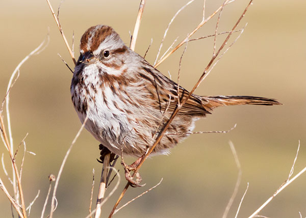 Song Sparrow Melospiza melodia fallax