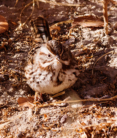 Song Sparrow Melospiza melodia fallax