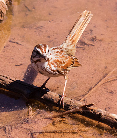 Song Sparrow Melospiza melodia fallax