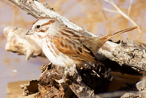 Song Sparrow Melospiza melodia fallax