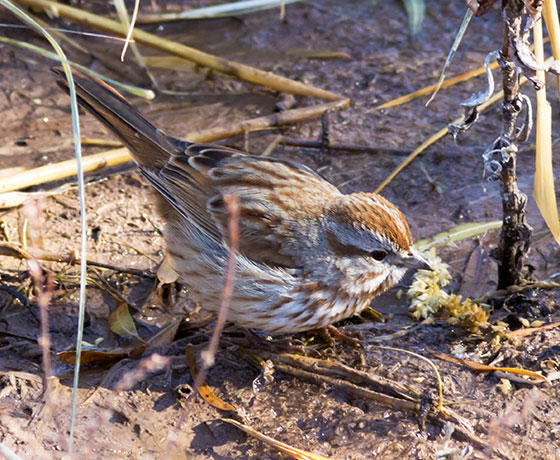 Song Sparrow Melospiza melodia fallax