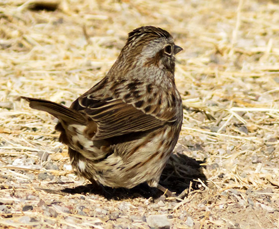 Song Sparrow Melospiza melodia fallax