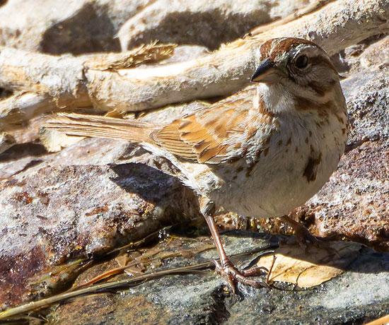 Song Sparrow Melospiza melodia fallax