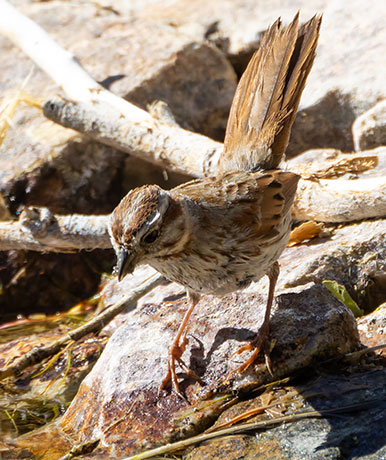 Song Sparrow Melospiza melodia fallax