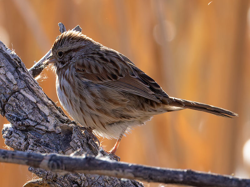 Song Sparrow Melospiza melodia fallax