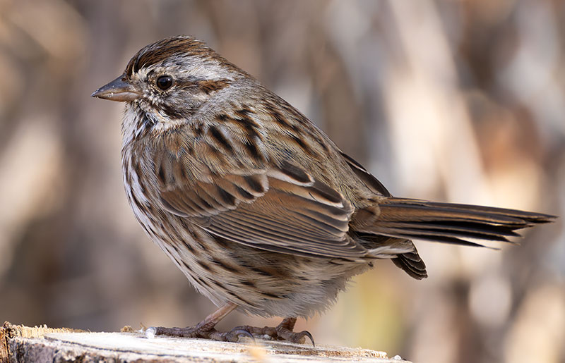 Song Sparrow Melospiza melodia montana