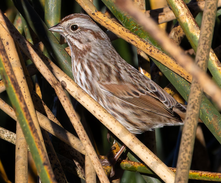 Song Sparrow Melospiza melodia fallax