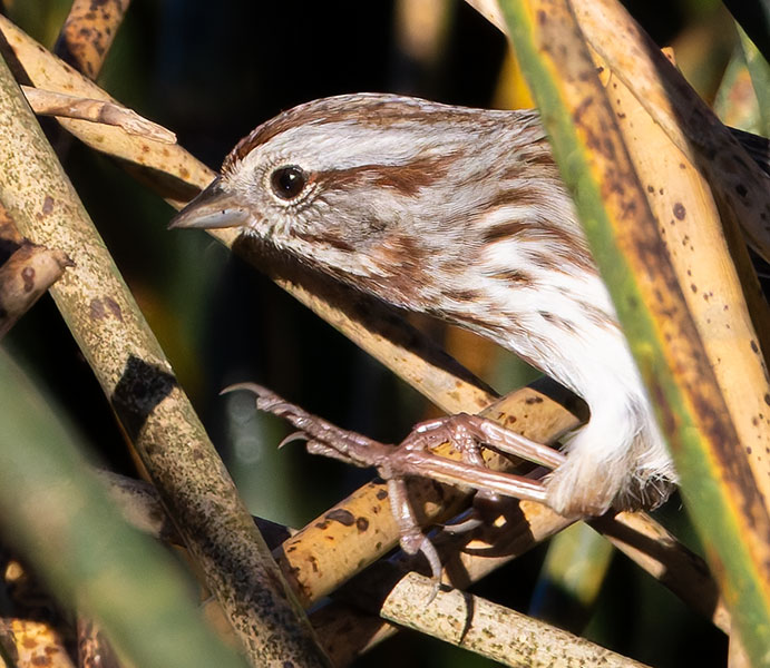Song Sparrow Melospiza melodia fallax