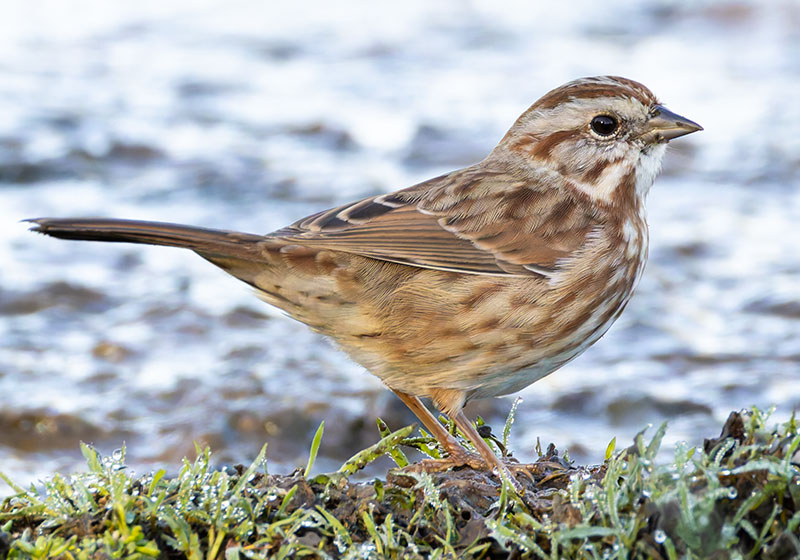 Song Sparrow Melospiza melodia fallax