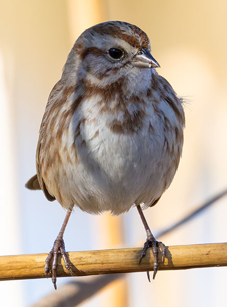 Song Sparrow Melospiza melodia fallax
