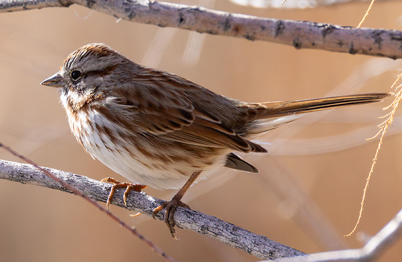 Song Sparrow Melospiza melodia fallax