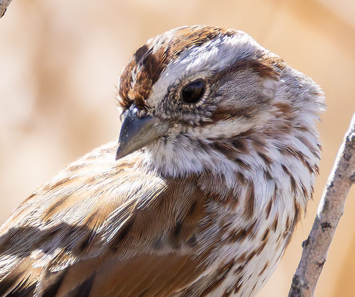 Song Sparrow Melospiza melodia fallax